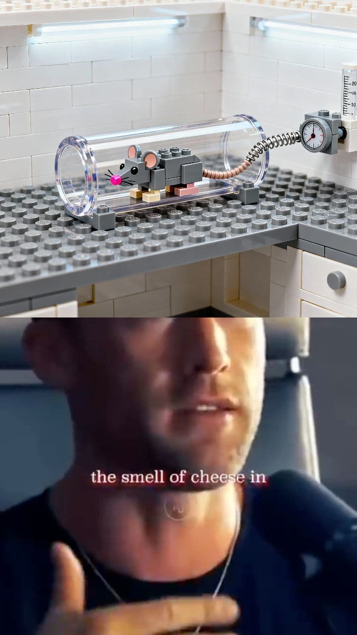 Desire and Fear in Rat Behavior Study (duplicated)