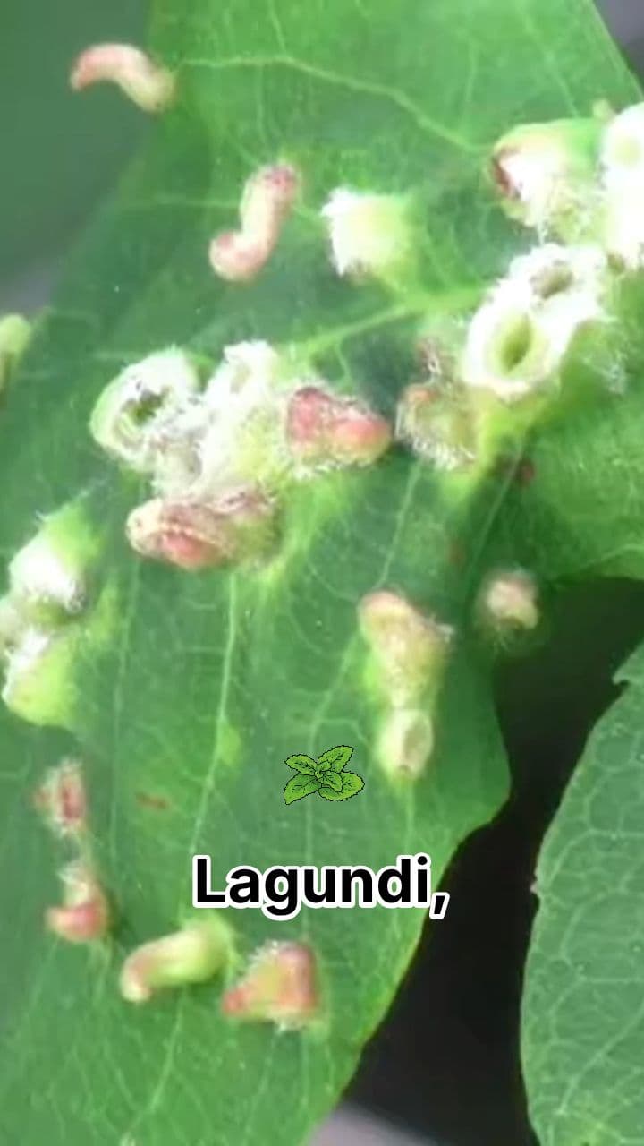 Lagundi: Herbal Relief for Respiratory Issues