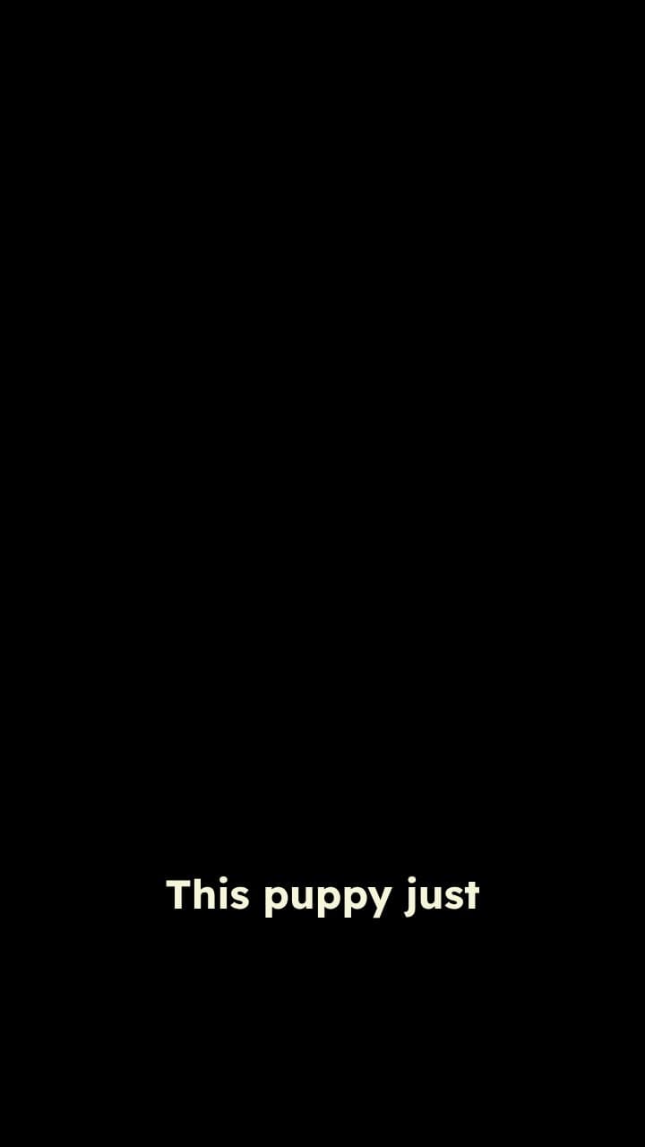 Puppy's Great Escape and Life Lesson