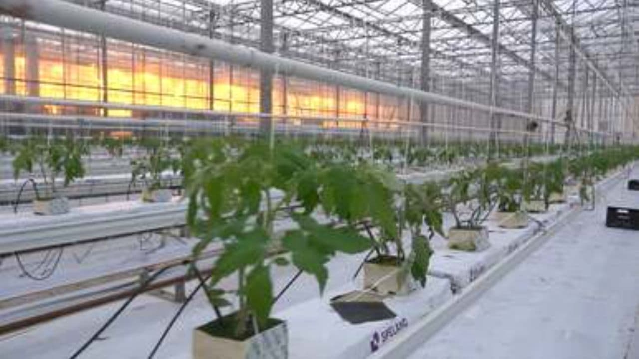 Embracing Pressure for Growth