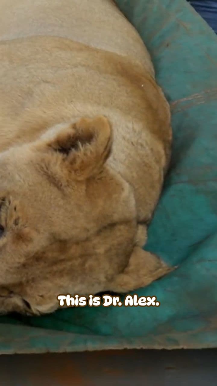 Life-Saving Root Canal on a Lion
