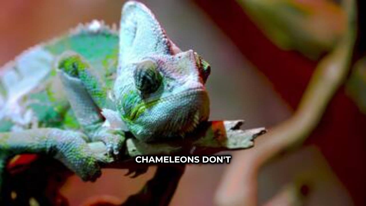 Reptile Secrets and Adaptations