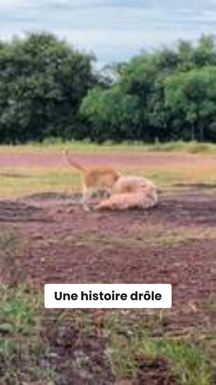 Le chien et le chat comiques