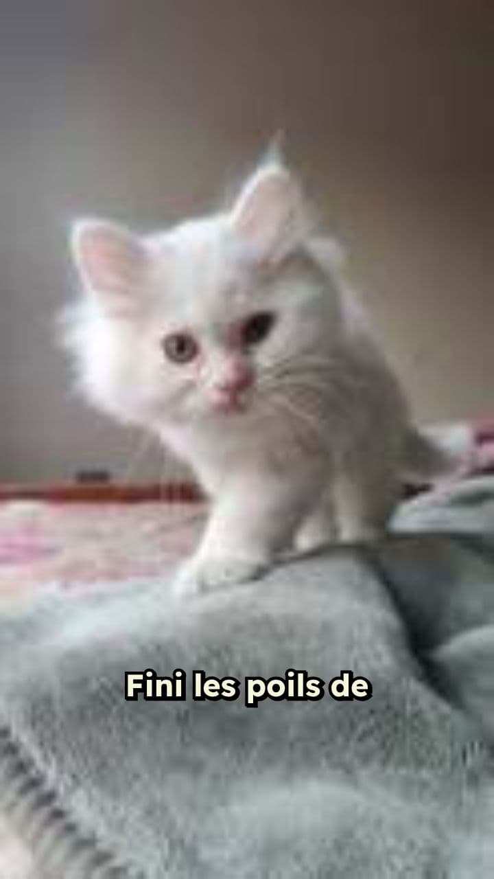 Brosse à vapeur pour chats efficace