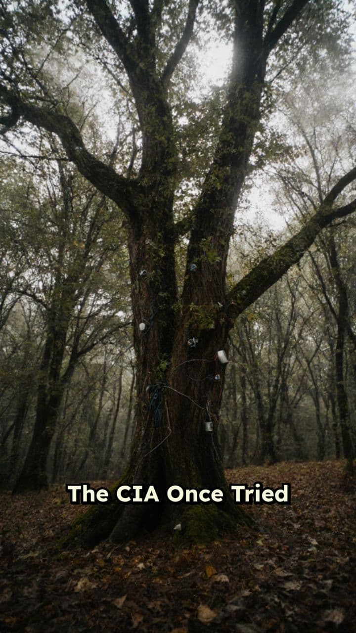 CIA's Acoustic Surveillance Trees Experiment