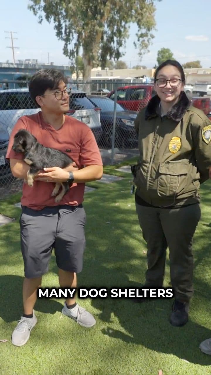Rescuing 100 Dogs From Euthanasia