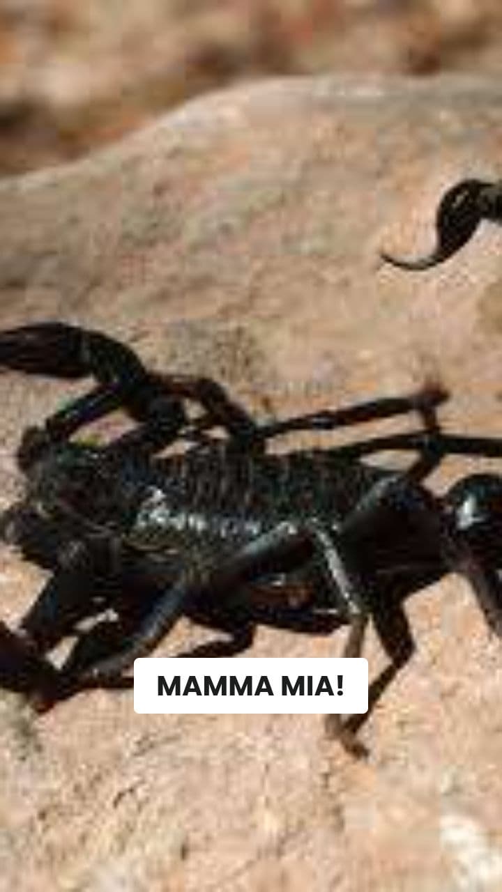 La Folle Avventura di Scorpionello Focaccia