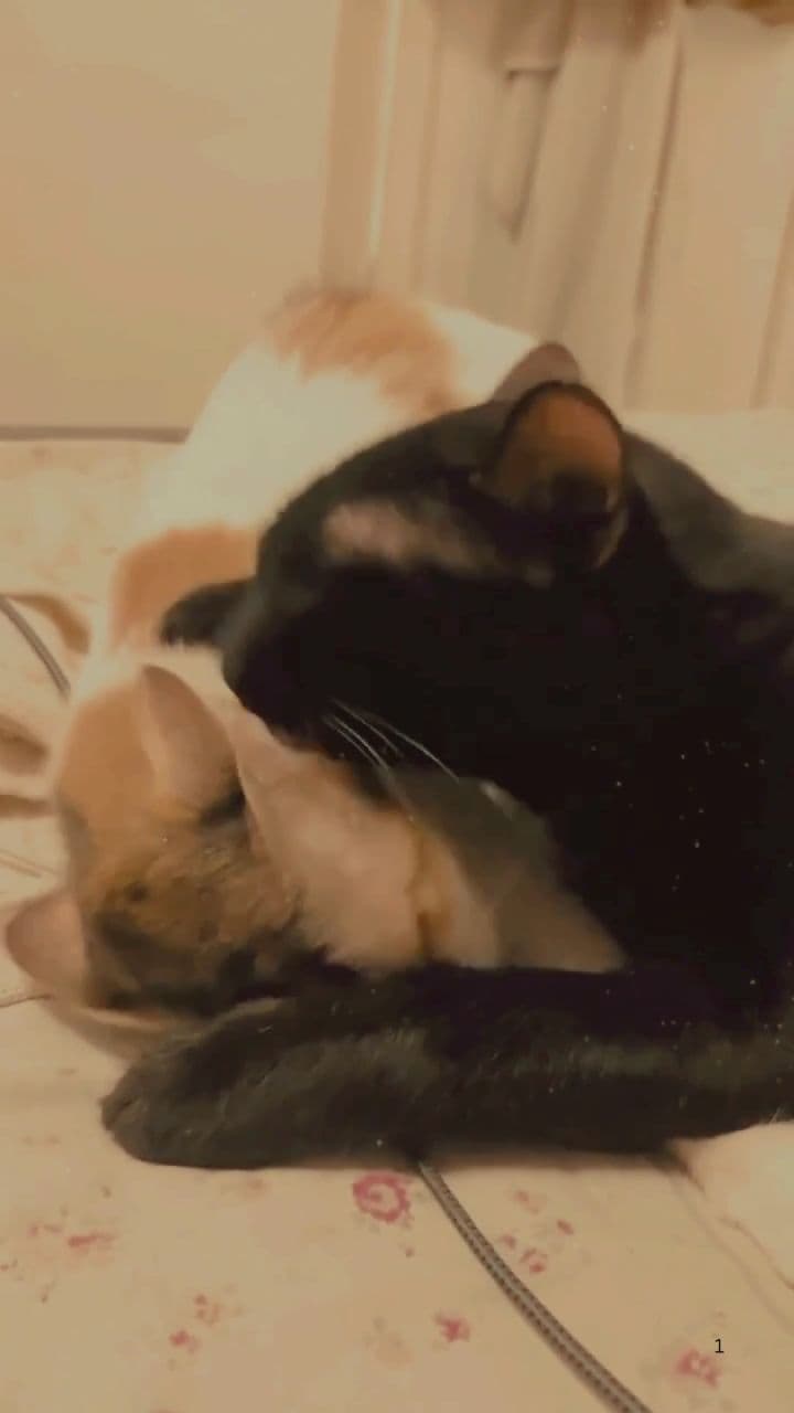 प्यार का आलम