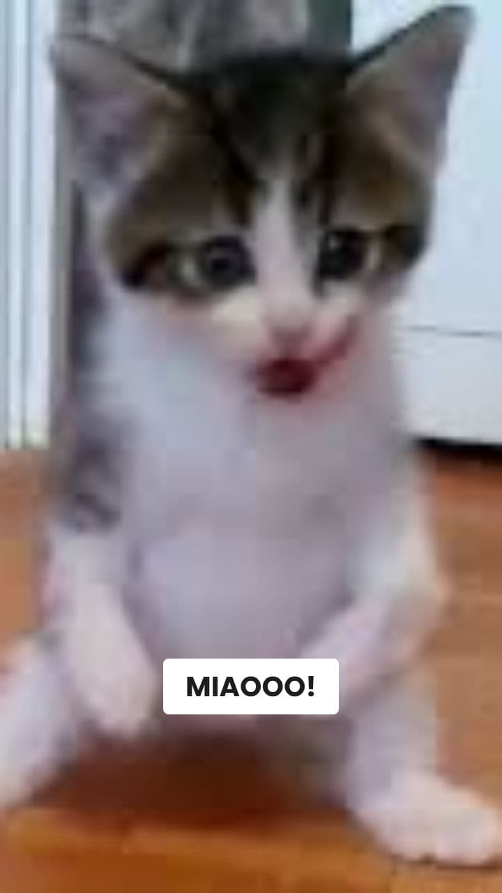 Kitty Kitty Mob Mob: L'Assurda Avventura