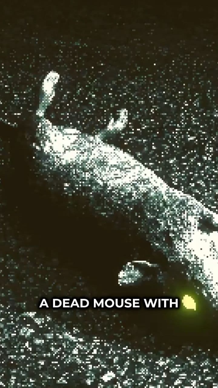 Mouse-topia: Unveiling Hidden Realities