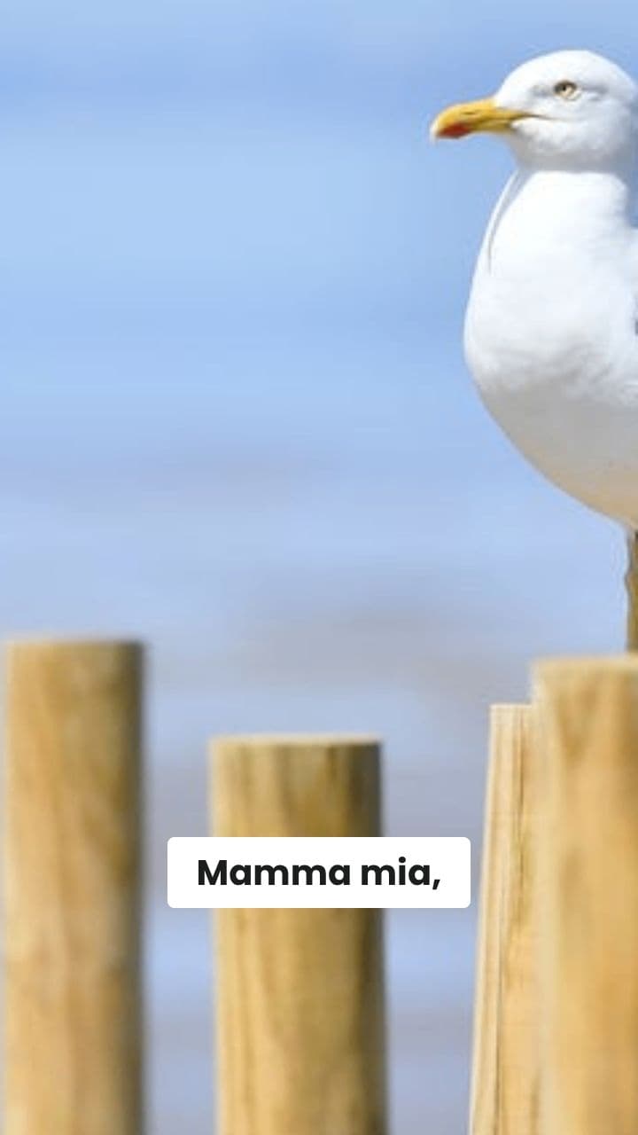 Il Mistero del Gabbiano Ranocchio-Pasta