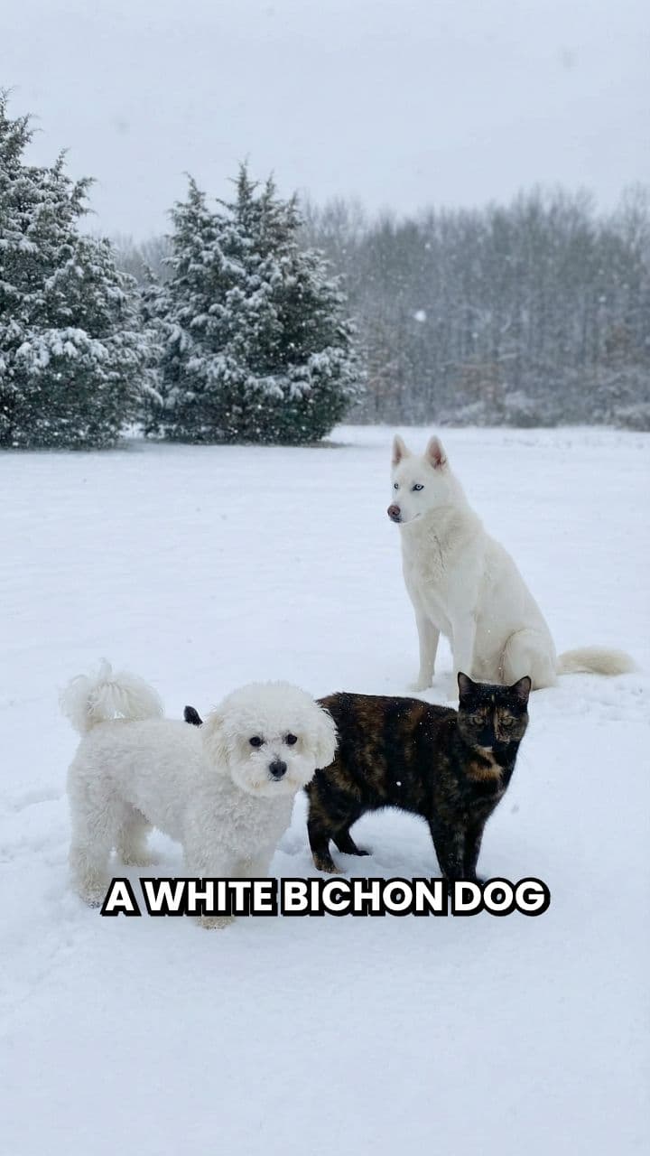 Snowy Playtime with Friends