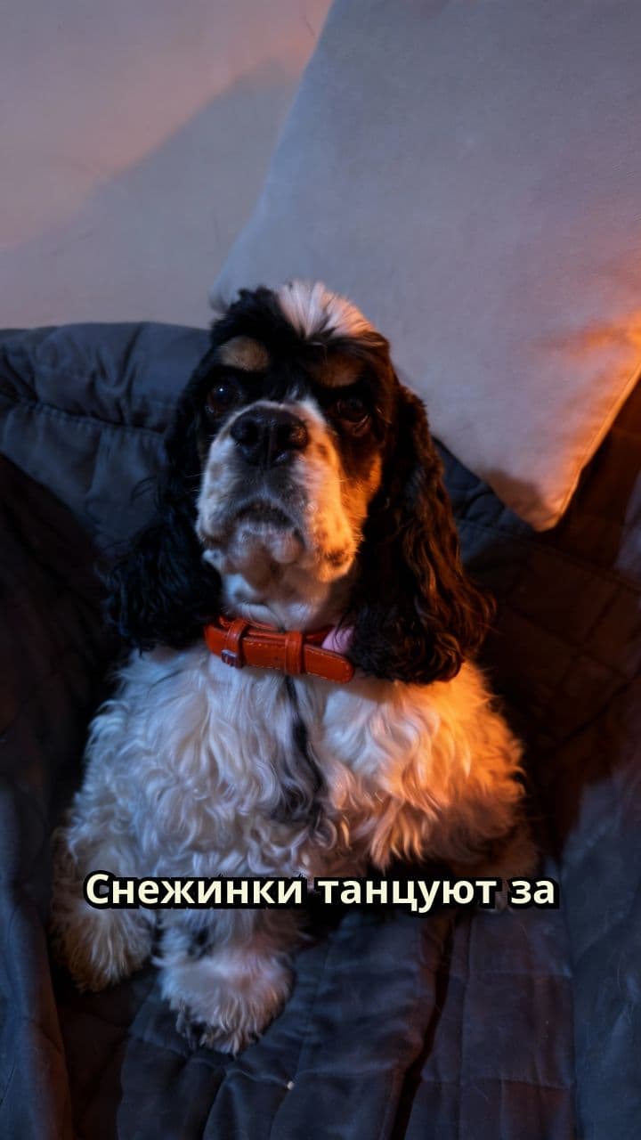 Собачки встречают Новый год