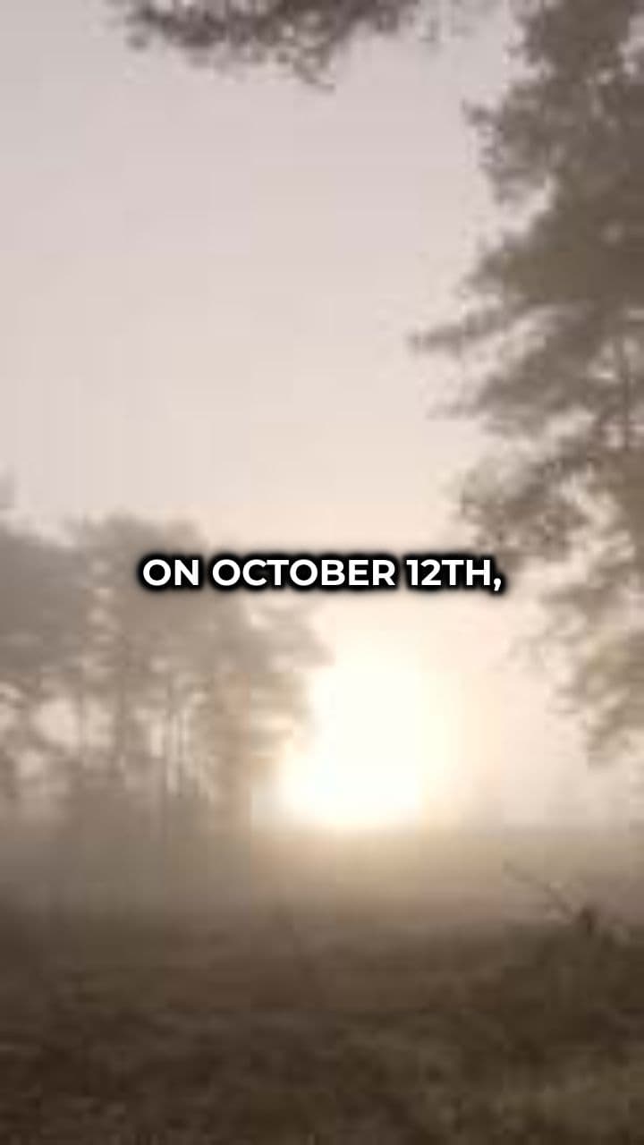 Lost in Red Pine Forest