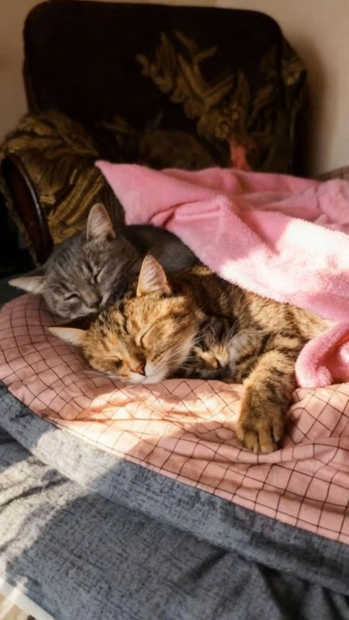 Image transform video