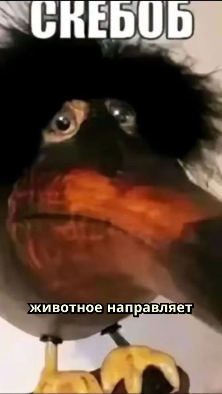 Животное с пистолетом