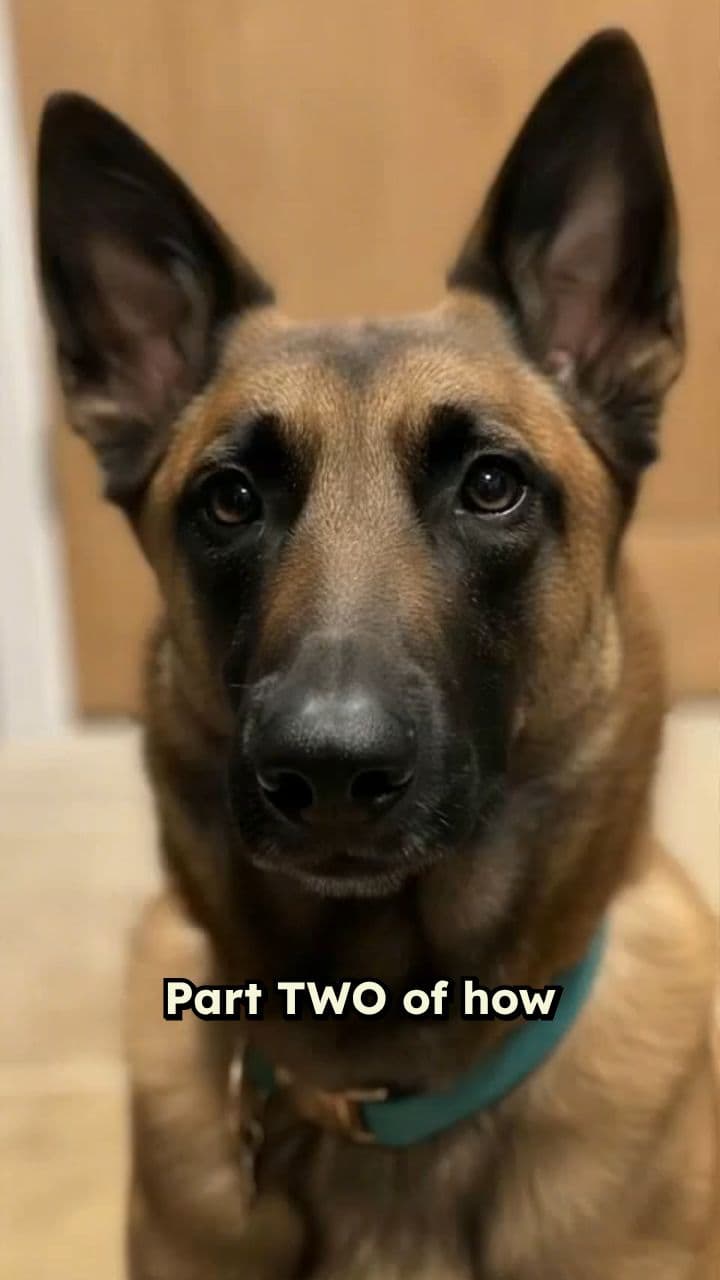 Dogs Preaching the Gospel Through Actions