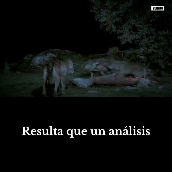 La Conexión Mental y Emocional con tu Perro