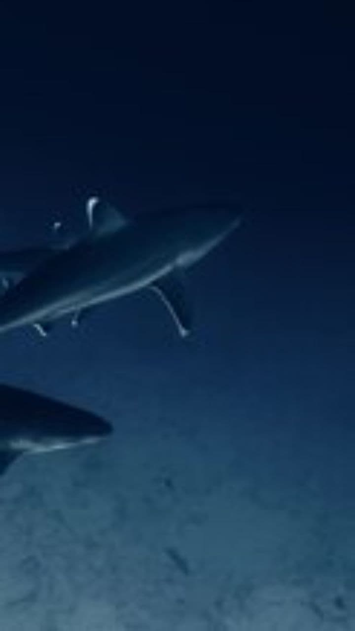 Great White Shark Age Discussion