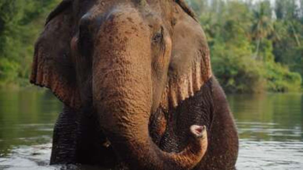 Le géant doux des bois murmurants