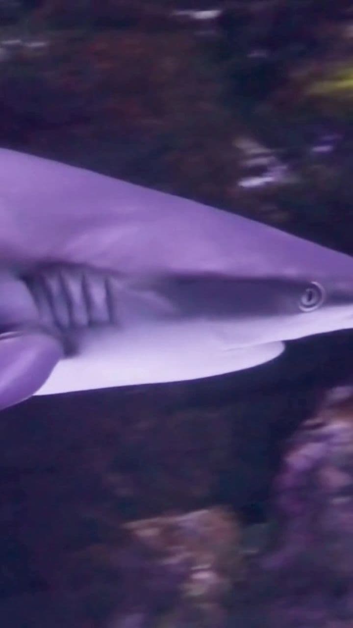 Sharks: Older Than Trees