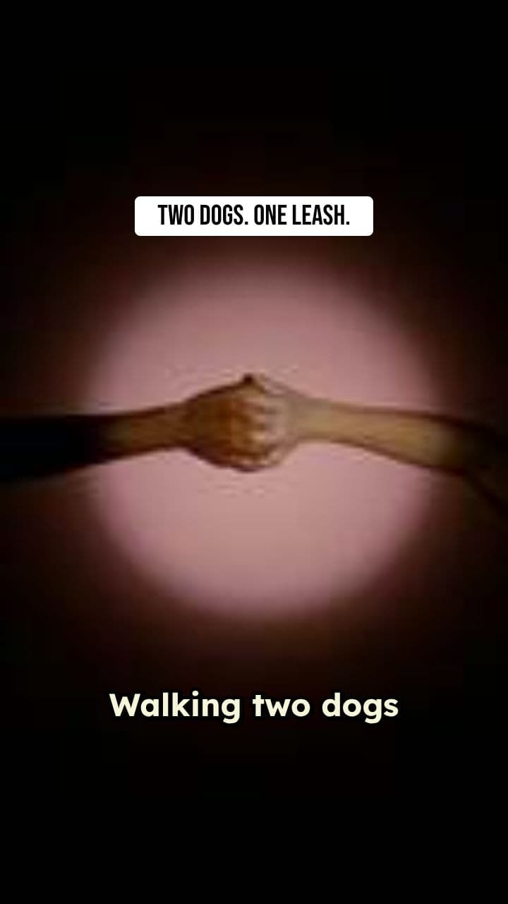 The Ultimate Dual Leash Solution