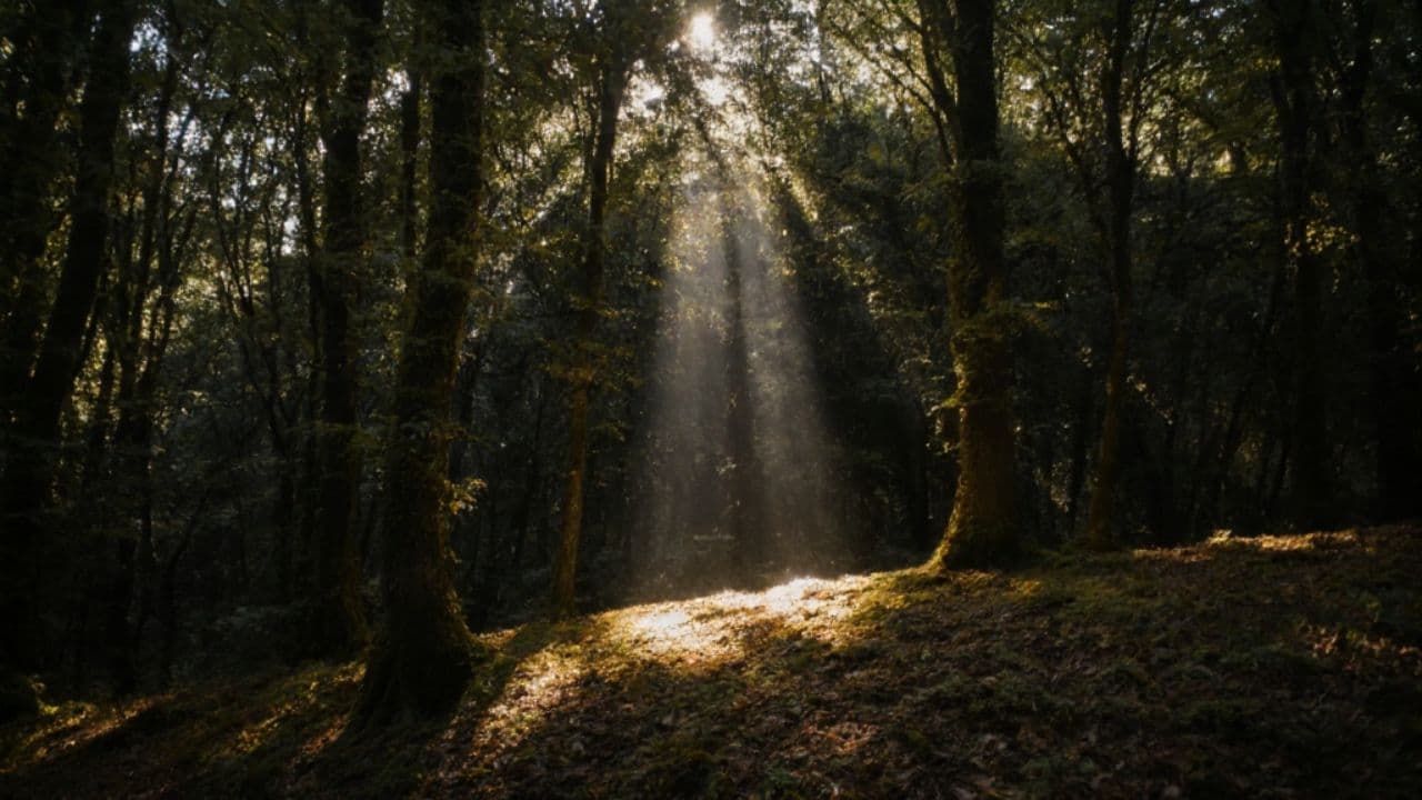 Amor Eterno y Verdadero