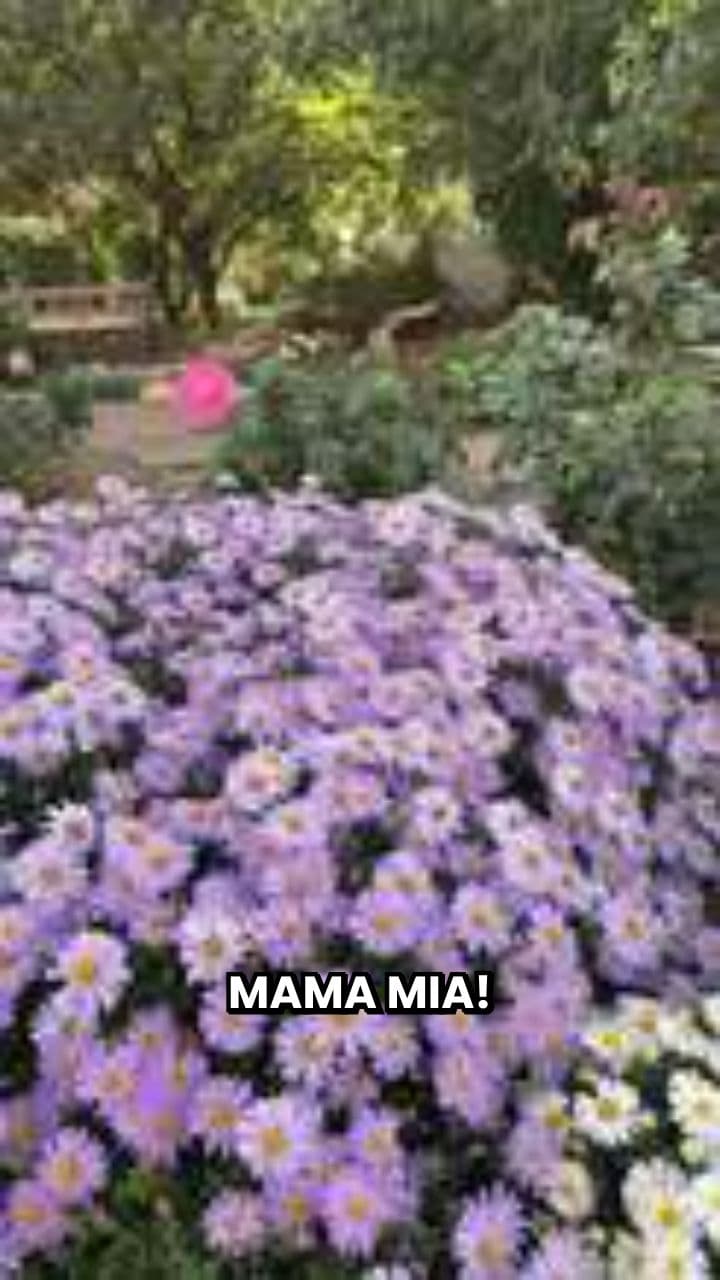 Aliyah e la Polpetta Volante: Il Caos della Luna Cannolo