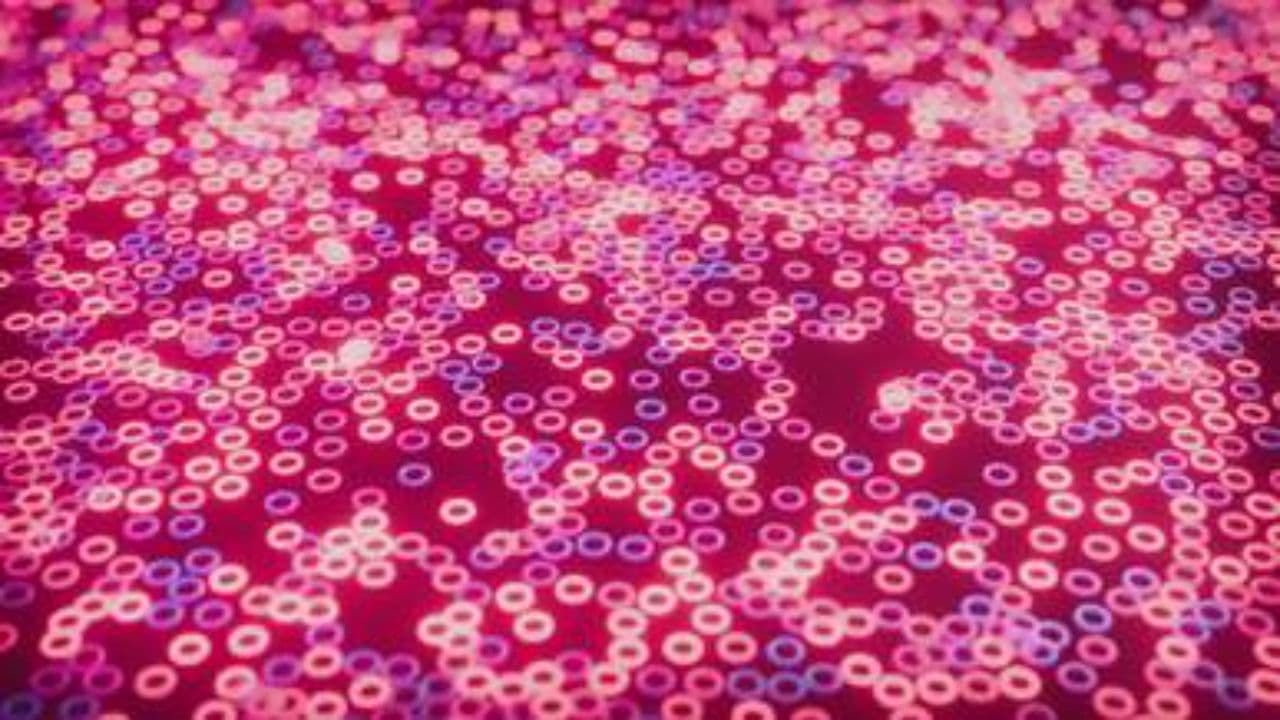 Вино и тени разлуки