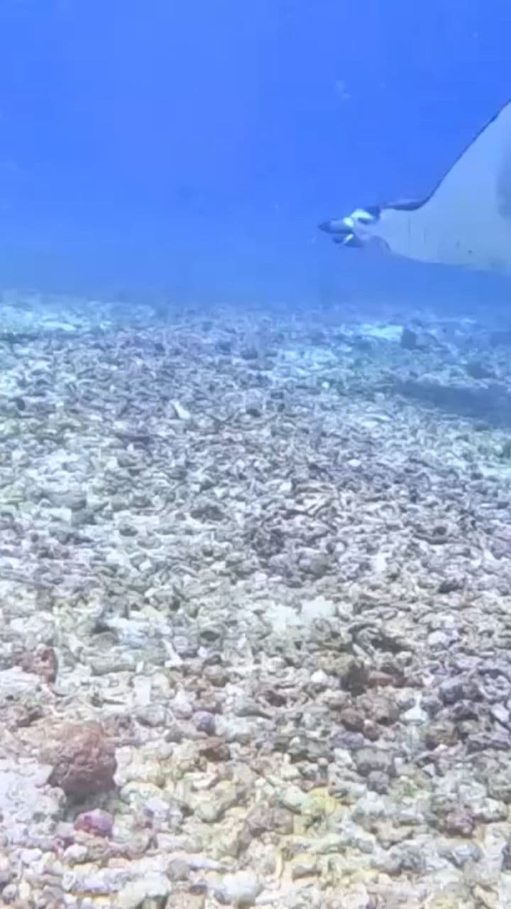 EDM Beat Sync Visualizer