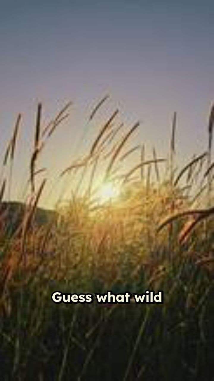 Mango Tree Marriage Tradition