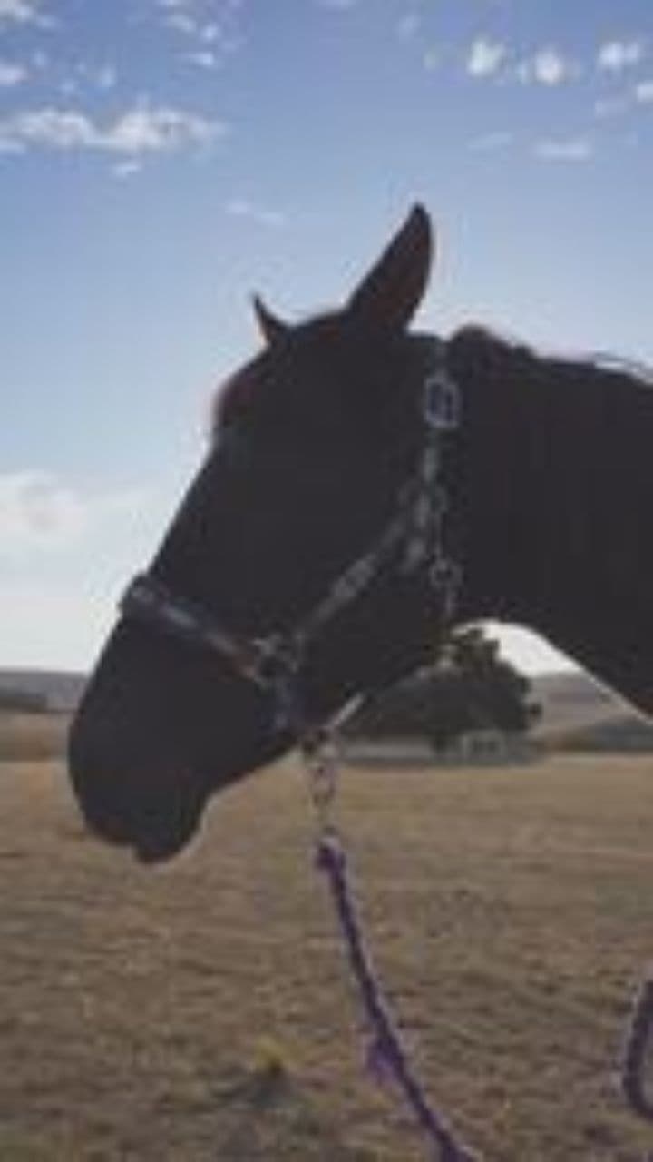 Artikel 148: Die Bauernrevolution