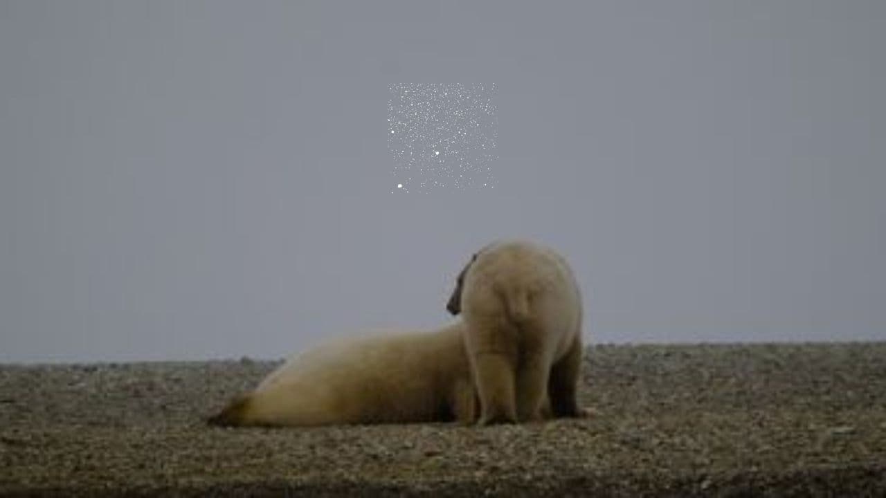 Спасение медведицы и медвежонка