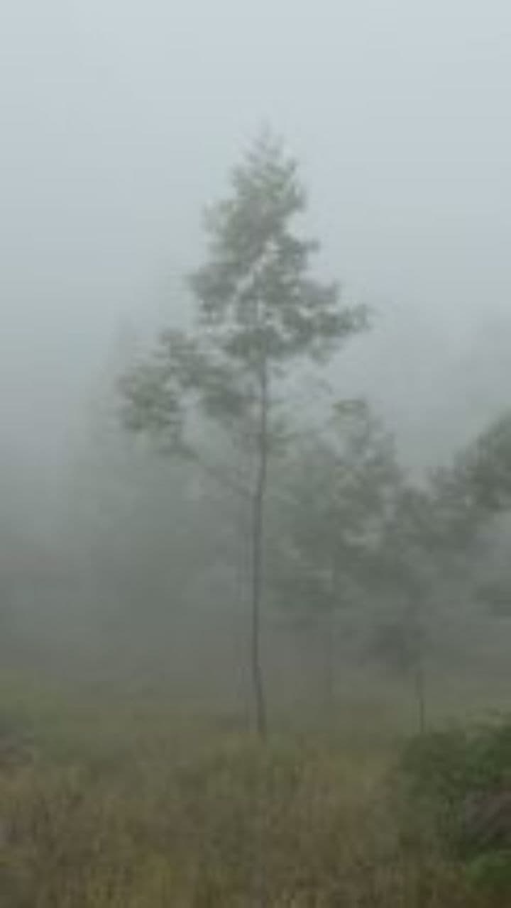 لیله سیرین و آوین آرام