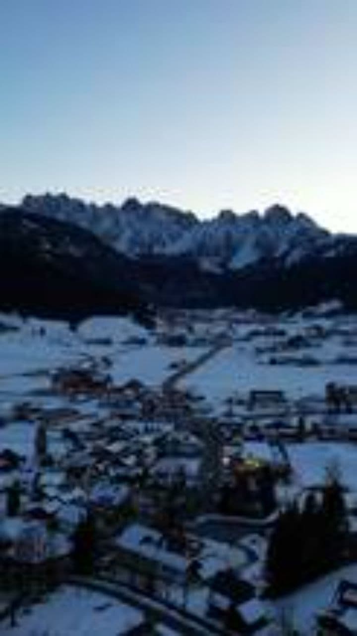 Birch: A Winter Memory