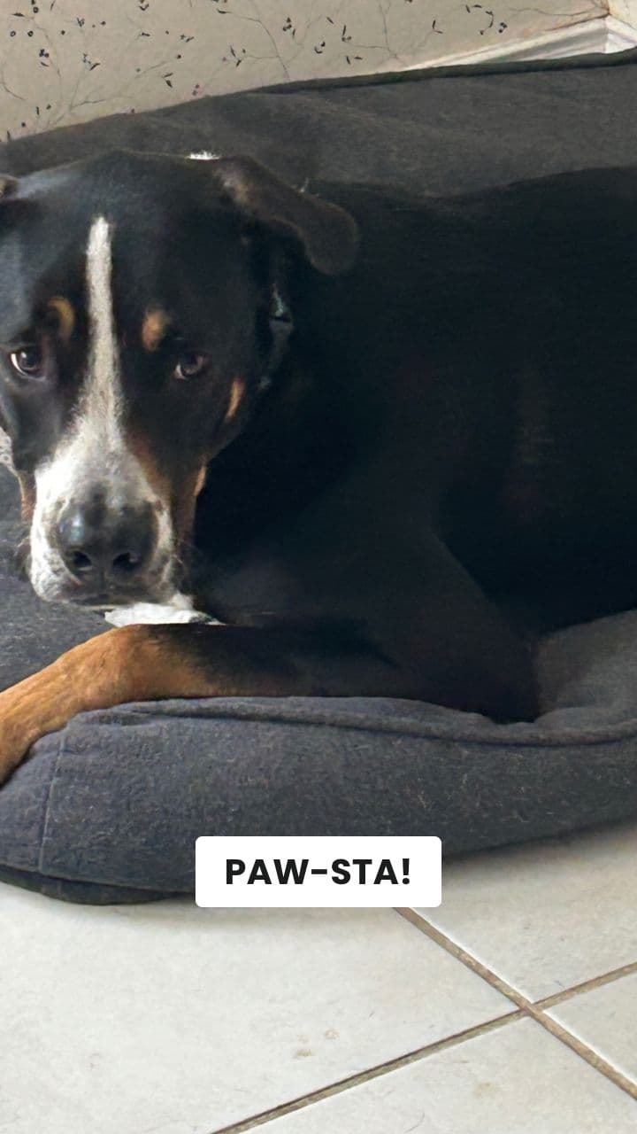 Cane-zucchini: The Dance of Chaos