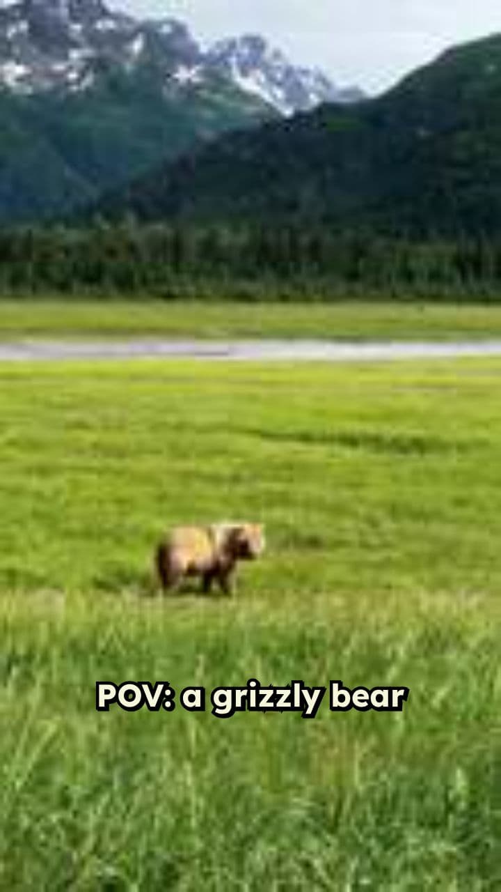 Grizzly Bear's Morning Routine Vlog