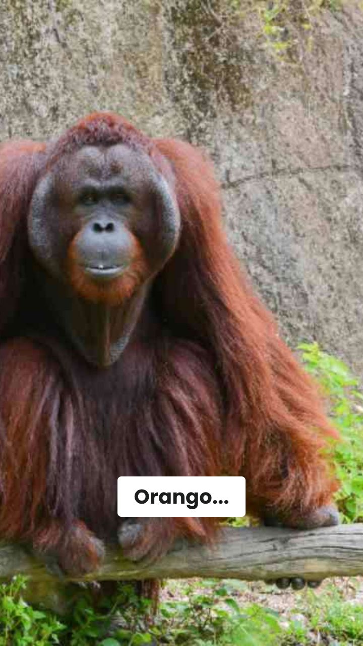 Orango vs Squalo: La Battaglia del Gusto