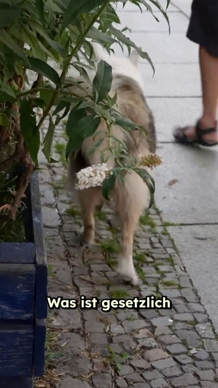 What's Illegal on a Sunday in Germany?