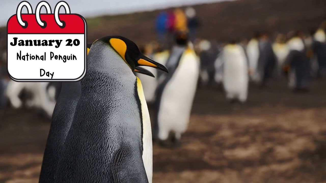 Penguin Parade Celebration