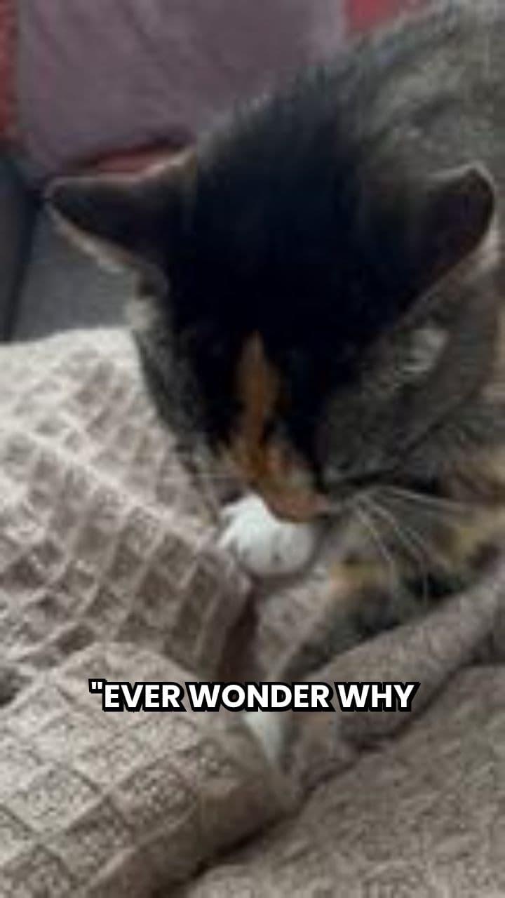 Why Cats Knead: A Love Language