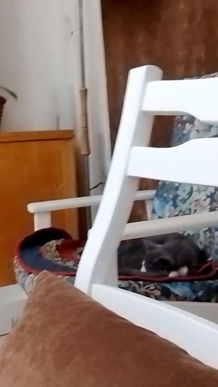 Котик Гаврош спит в кресле