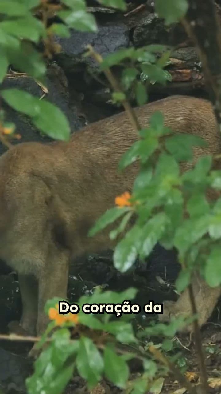 A Onça-Parda no Sítio Pedra Branca
