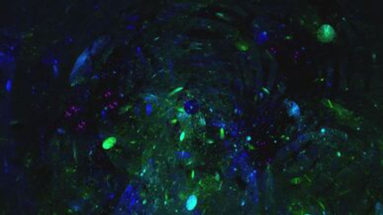 Für euch, Rasa Family