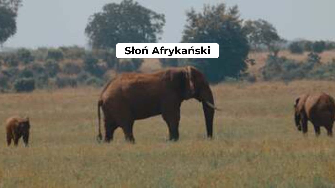 Słoń Afrykański - Król Sawanny
