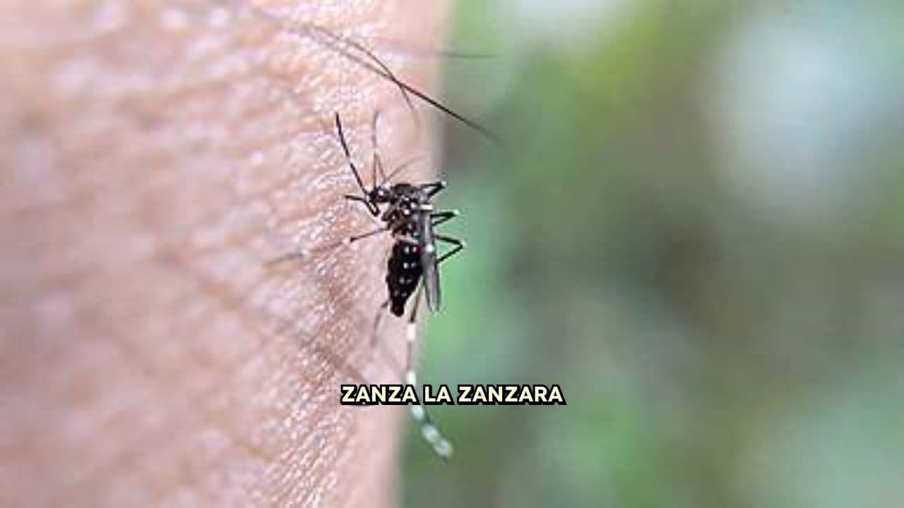 Zanza e gli Amici Insetti