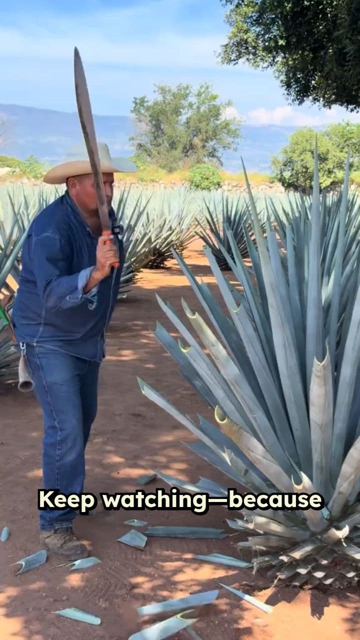 The Art of Harvesting Blue Agave