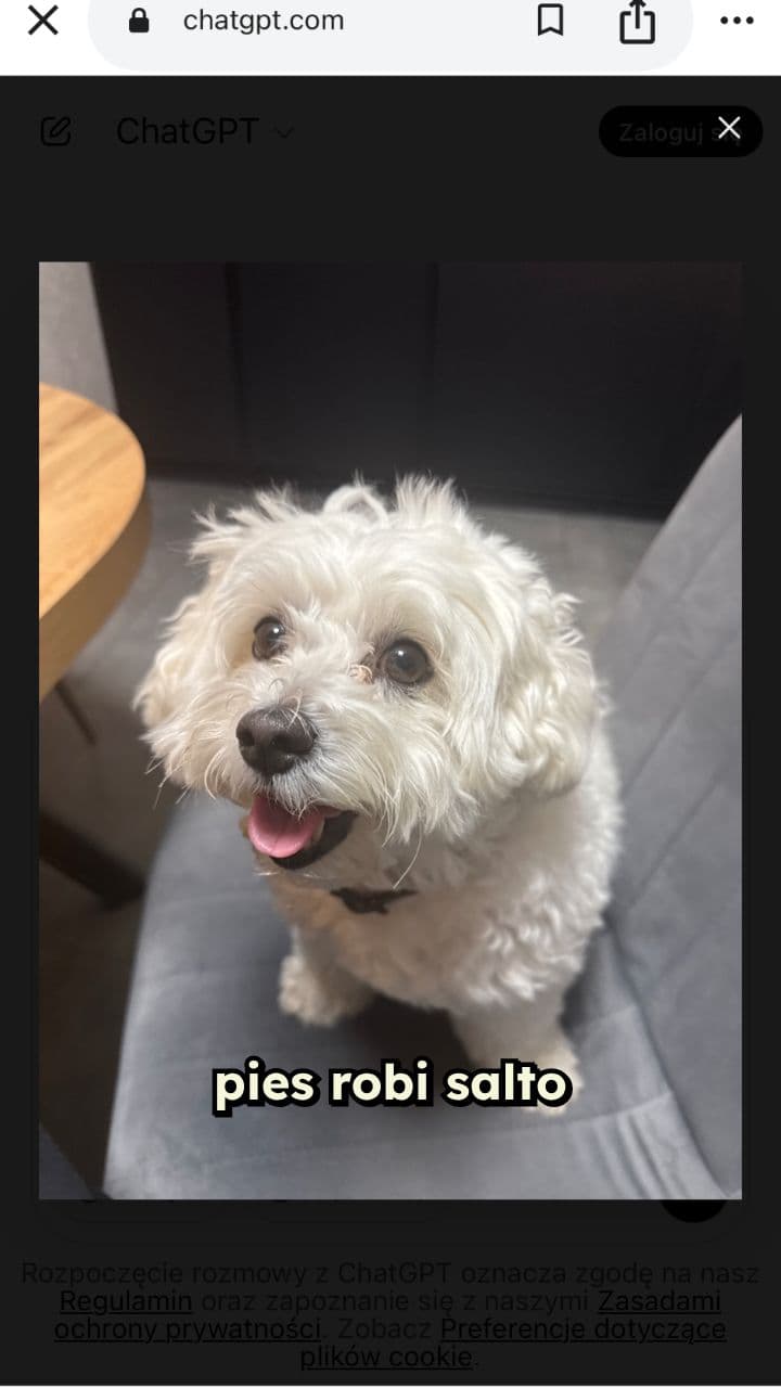 Pies robi salto w tył