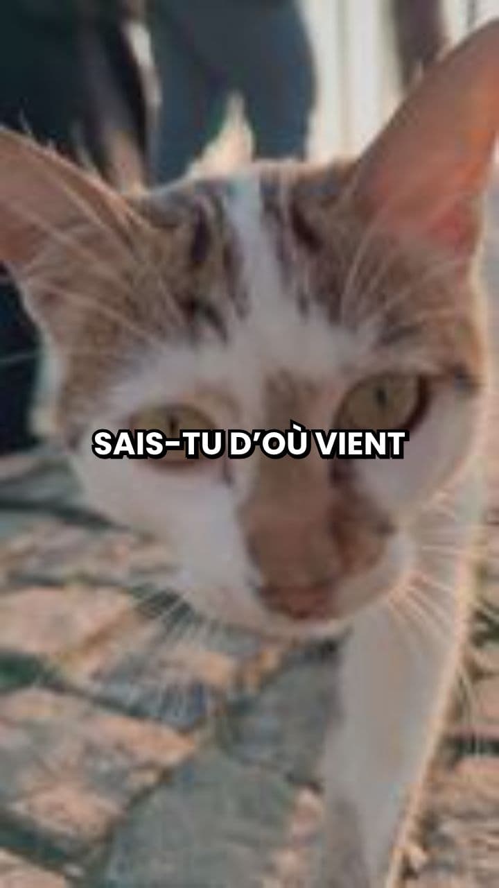 13. Donner sa langue au chat