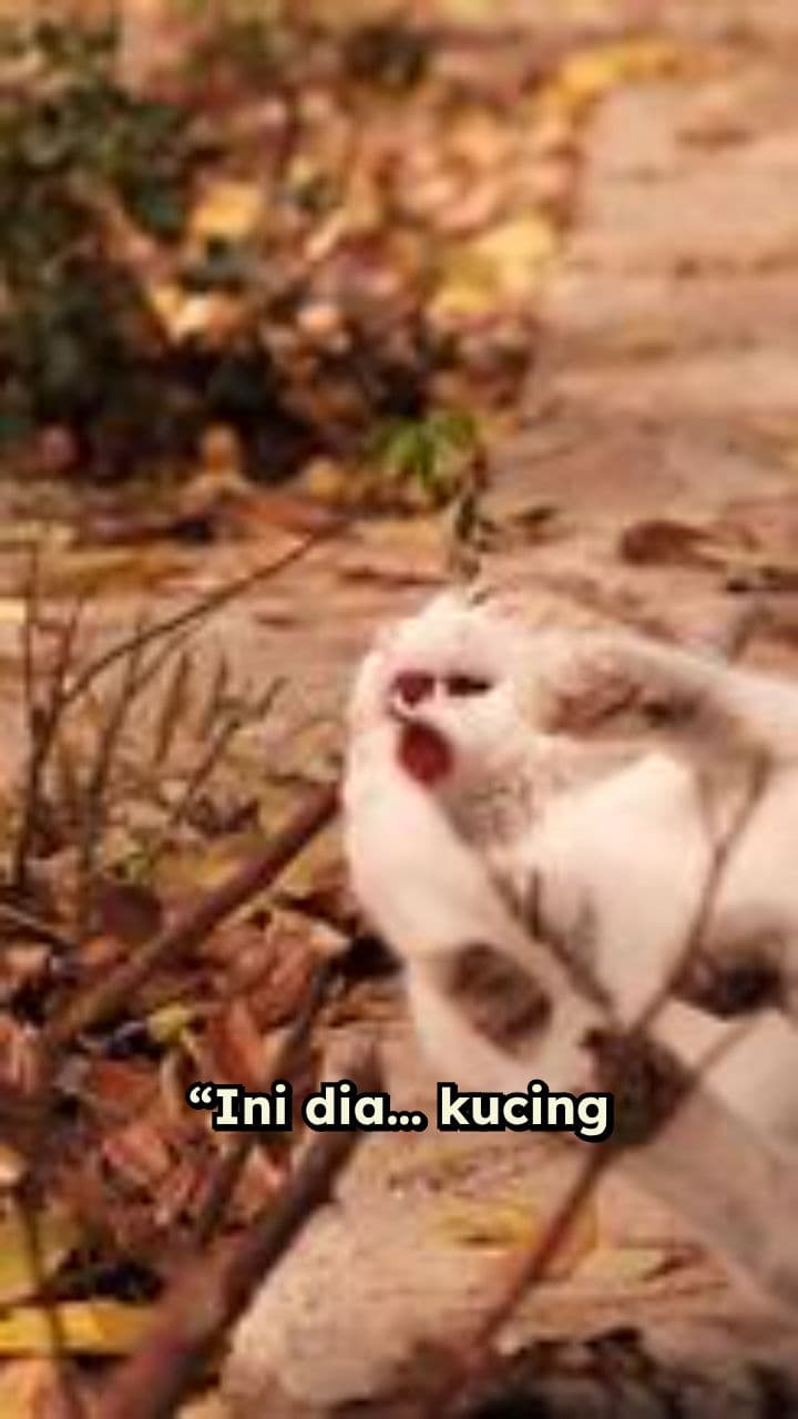 Kucing Anime Penuh Kekacauan dan Gemes